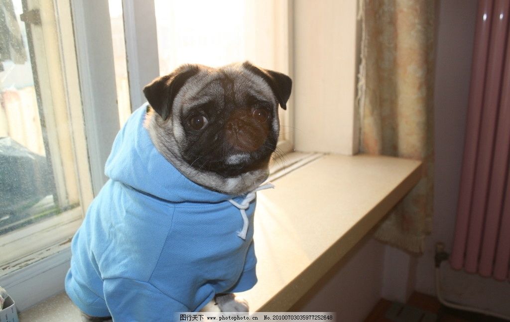 速写八哥犬_速写八哥犬图片展示_速写八哥犬图片下载
