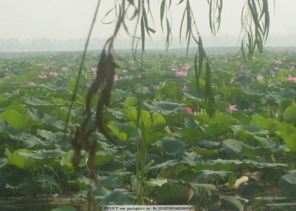 荷塘 荷花 池塘 荷叶 自然 风景 柳树 远方 自然风光 自然风景