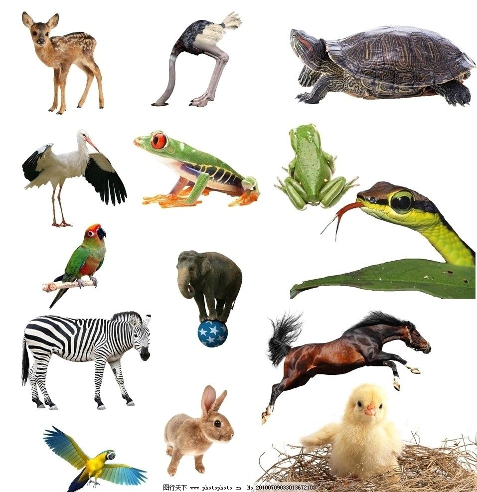 动物素材图片