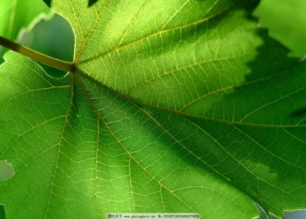 绿色植物图片,绿叶 叶子 阳光 环保 光合作用 氧气-图行天下图库