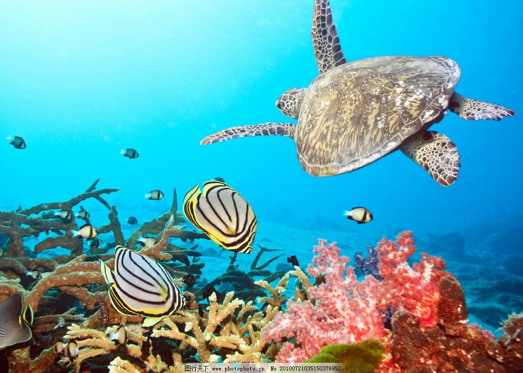 奇妙海底世界 海底世界 鱼类 海洋生物 海洋景观 深海奇观 气泡 光芒 海草 深海 大海龟 海龟 海底 金鱼 色彩斑斓 大海 海洋世界 花草 海藻 贝壳 水泡 泡泡 光线 线条 剪影 阴影 奇妙 多彩 蓝色 动物 鱼 海水 水 流水 流动 动感 海贝 植物 游动 游水 动物世界 珊瑚 水母 生物世界 摄影 300DPI JPG