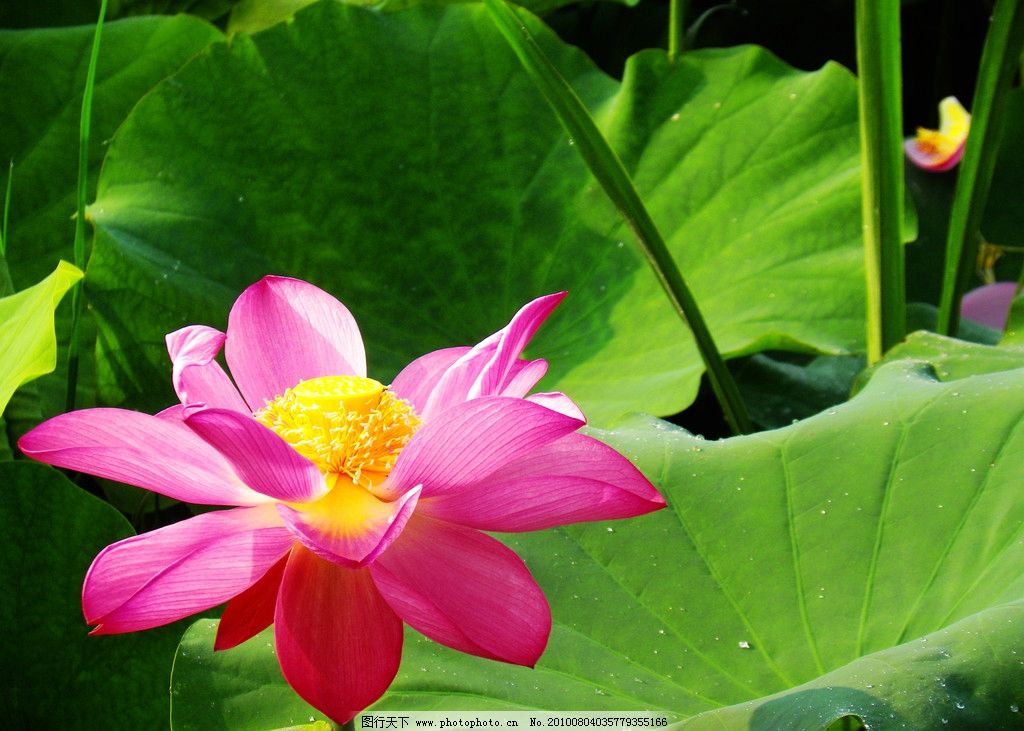 荷花图片_花草_生物世界_图行天下图库