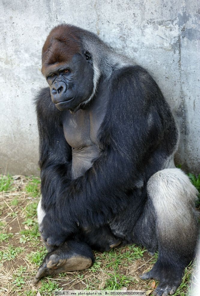 倚墙休息的大猩猩图片