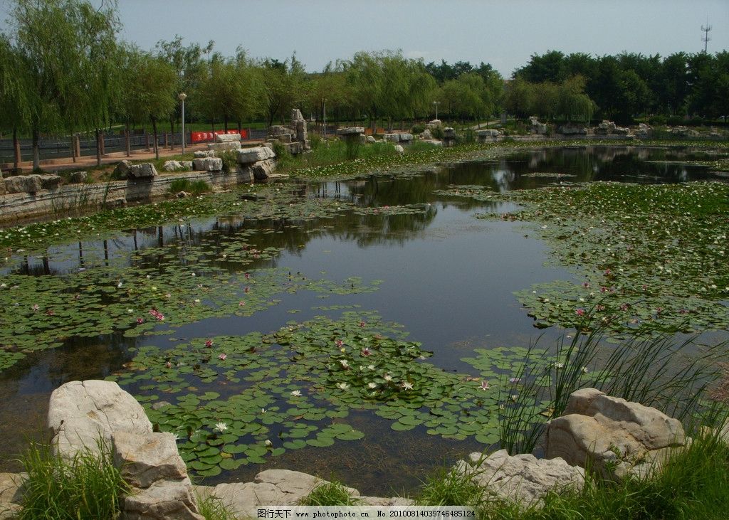 东营市嬉水公园荷花池图片