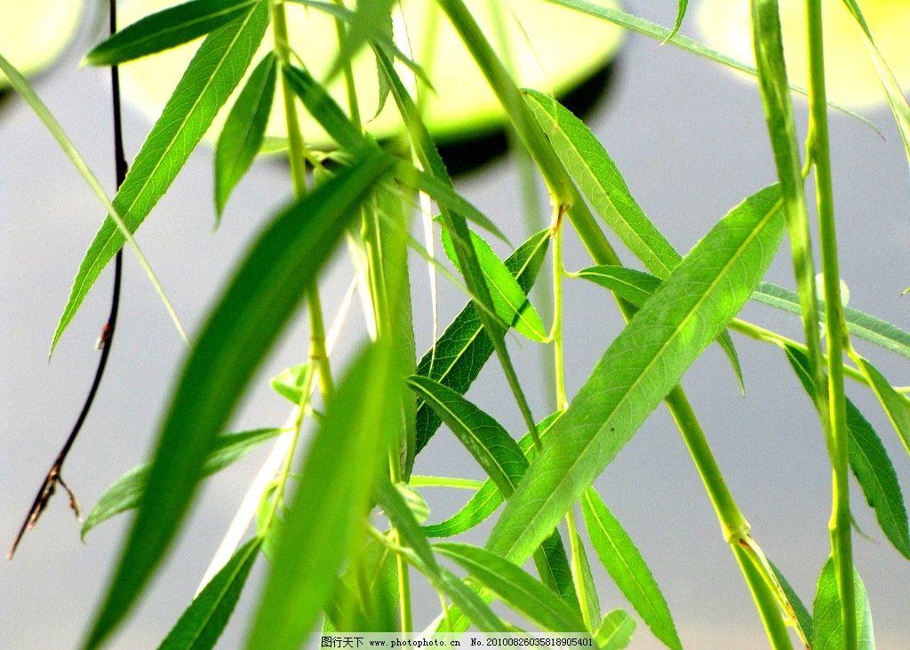 树叶贴画《金秋蟹》