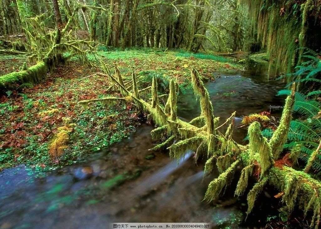 热带雨林 原始森林 植被 植物 树林 丛林 自然风景 自然景观