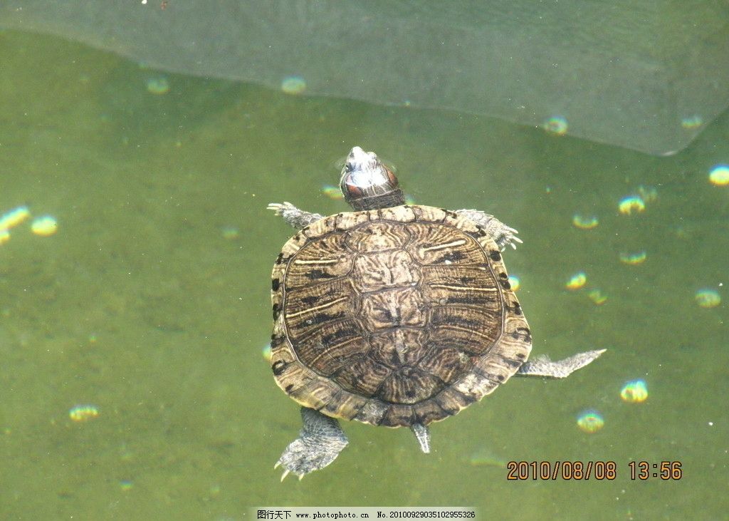 巴西龟 游泳 龟壳上的纹路 海洋生物 生物世界 摄影 180dpi jpg图片
