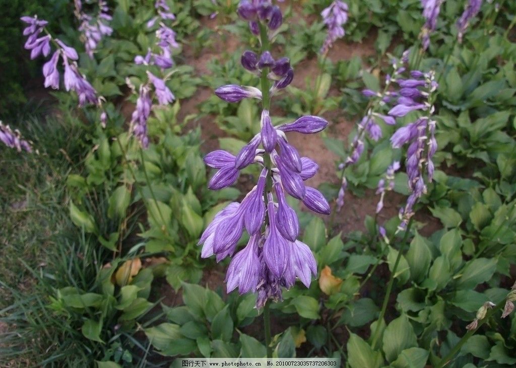 紫玉簪,花卉,玉簪,百合科,玉簪属,顶生总状花序,花紫色,管状漏斗形,花未开时如簪头,芳香,花卉系列,花草,生物世界,摄影,72DPI,JPG